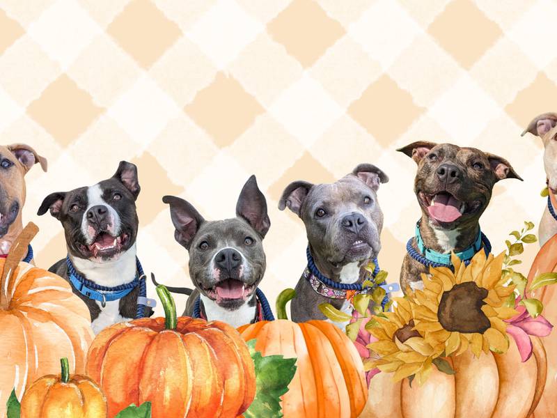 ‘Pick Your Own at the Pup-kin Patch’ with reduced adoption fees at Cleveland Kennel