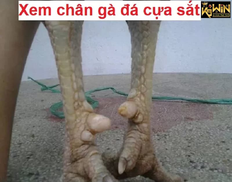 Xem chân gà đá cựa sắt dựa vào từng loại chân của con gà 