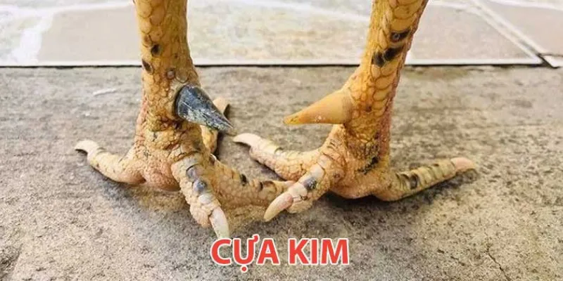 Bí quyết chơi đá gà cựa kim hiệu quả