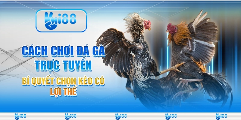 Cách chơi đá gà trực tuyến - Bí quyết chọn kèo có lợi thế